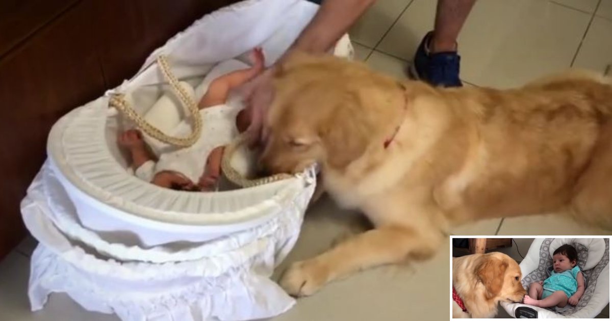 d6 6.png?resize=1200,630 - Watch The Golden Retriever Meeting Newborn Baby For The First Time