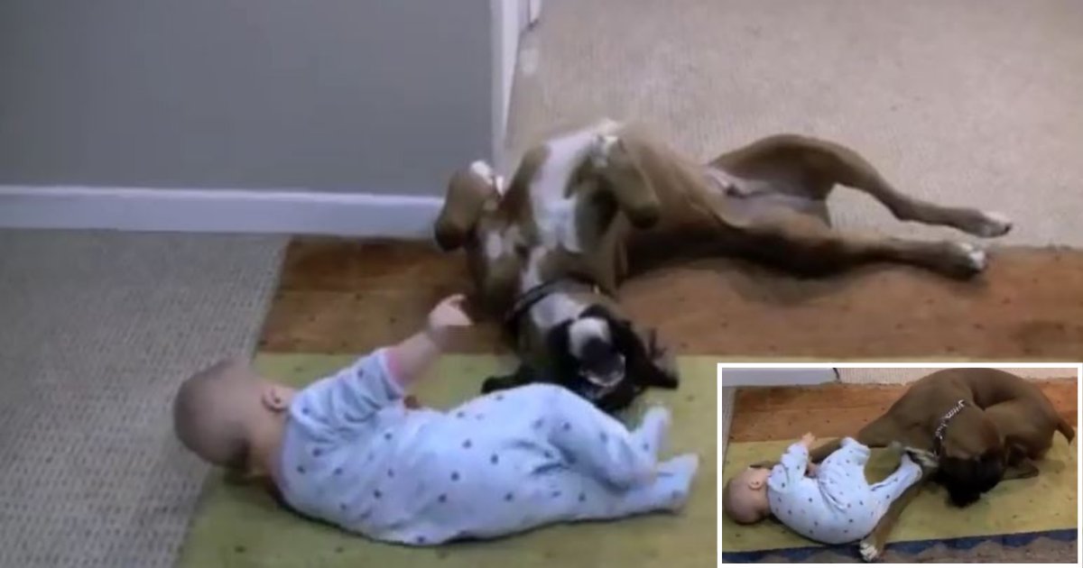 d6 7.png?resize=1200,630 - Vidéo craquante : Un bébé et un chien jouent ensemble