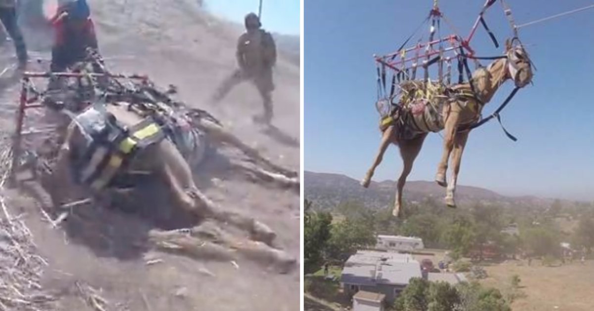 d8.png?resize=1200,630 - Helicopters Save An Injured Horse Using Harnesses In Dramatic Rescue