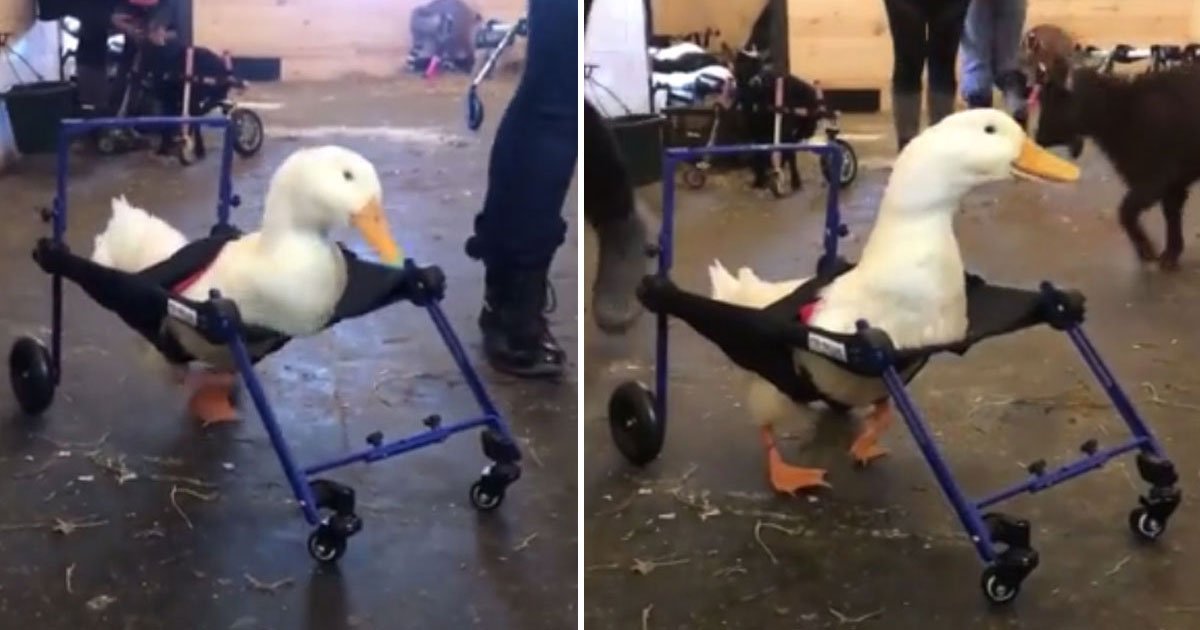 disabled duck wheelchair.jpg?resize=1200,630 - Un canard handicapé fait ses premiers pas après avoir été équipé d'un fauteuil roulant spécial