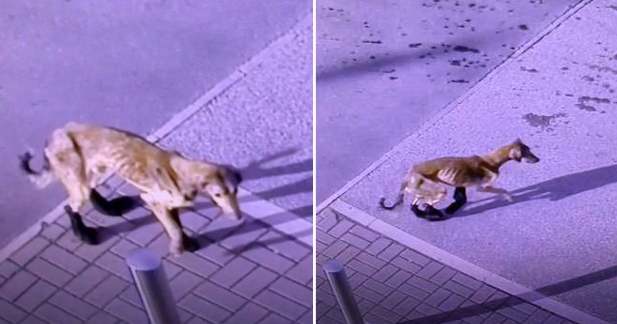 dog abandoned.jpg?resize=412,275 - An Injured Dog - Who Was Looking For Help After Being Abandoned - Is Now Recovering
