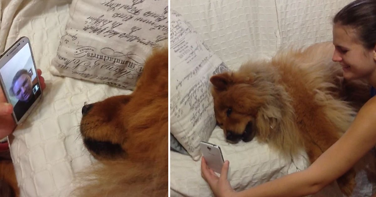 dog facetime mother.jpg?resize=412,275 - Dog FaceTimed Her Mother Who Was Away From Her For 3 Weeks
