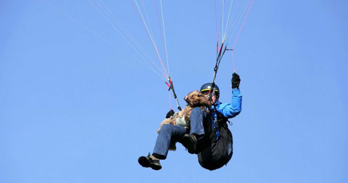 dog paragliding owner.jpg?resize=1200,630 - Ce chien fait son 20ème saut en parachute avec son maître