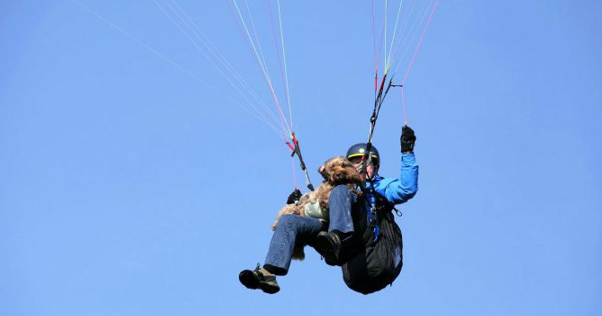 dog paragliding owner.jpg?resize=412,275 - Ce chien fait son 20ème saut en parachute avec son maître