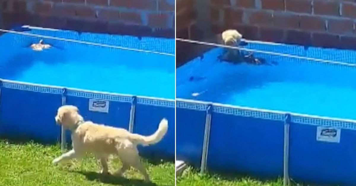 dog saved bird drowning.jpg?resize=1200,630 - Un Golden Retriever a sauvé un oiseau de la noyade dans une piscine