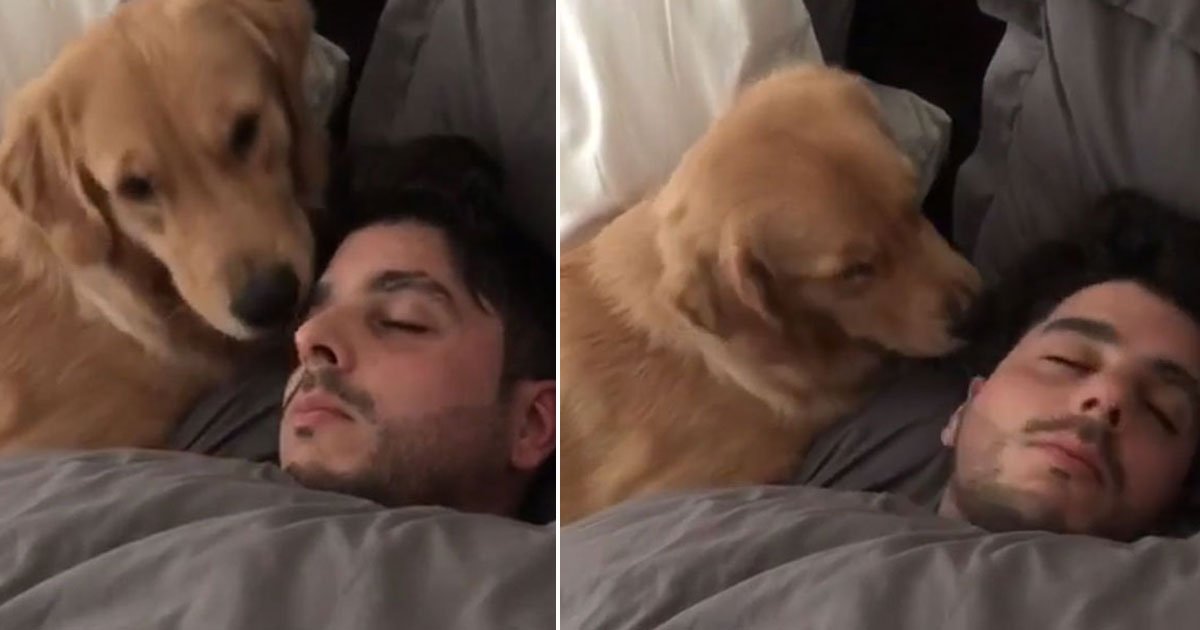 dog tries wake up owner.jpg?resize=412,275 - Regardez la réaction de ce chien lorsqu'il ne parvient pas à réveiller son maître