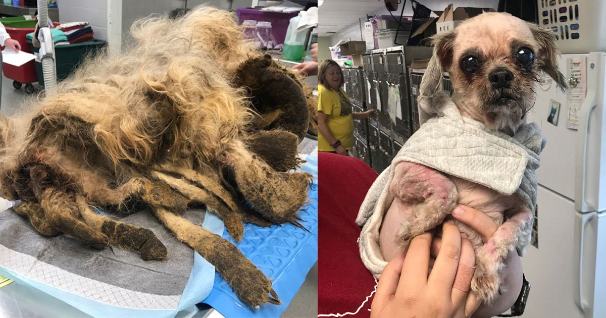 dog with extremely matted fur got an amazing makeover.jpg?resize=1200,630 - A Dog With Extremely Matted Fur Got An Amazing Makeover