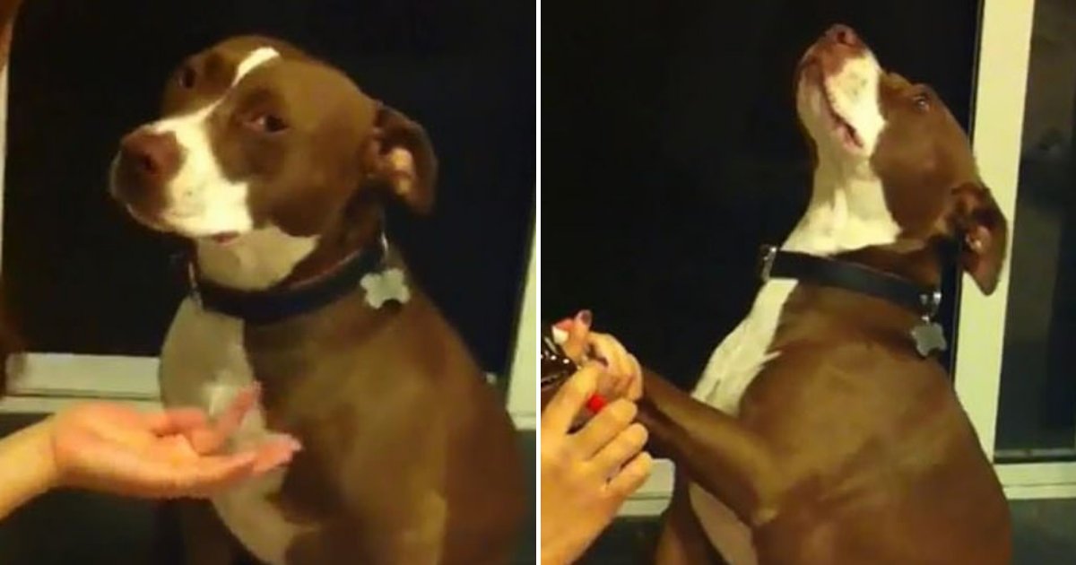 dog4 1.png?resize=1200,630 - Adorable Pit Bull Dramatically Pretends To Faint To Avoid Getting Nails Trimmed