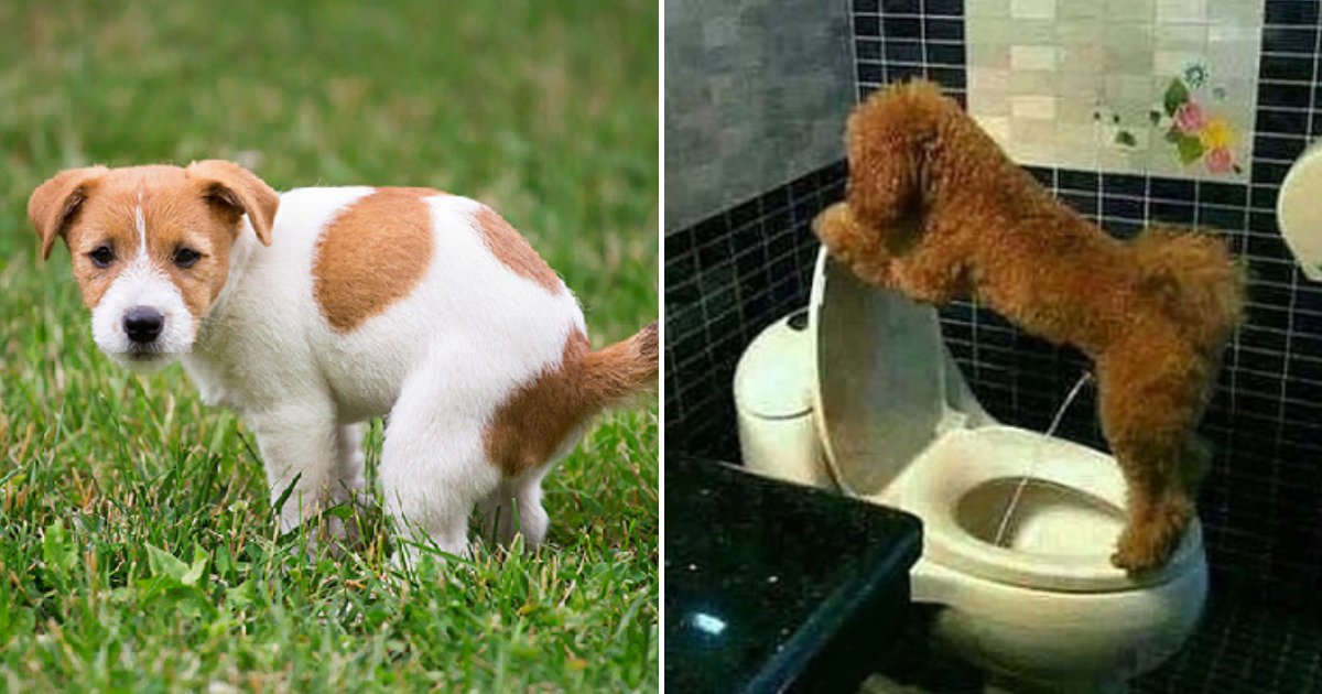 dog5.png?resize=1200,630 - Séville: Les propriétaires de chiens peuvent recevoir de lourdes amendes pour ne pas avoir nettoyé l'urine derrière eux