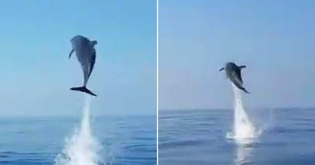 dolphin5.png?resize=1200,630 - Une maman dauphin saute de joie et remercie les pêcheurs qui ont libéré son bébé d'un filet de pêche