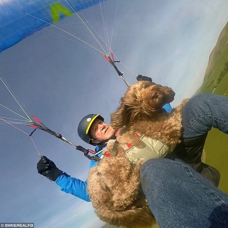 A Dog - Who Loves Paragliding - Has Flown More Than 20 Times With Its ...