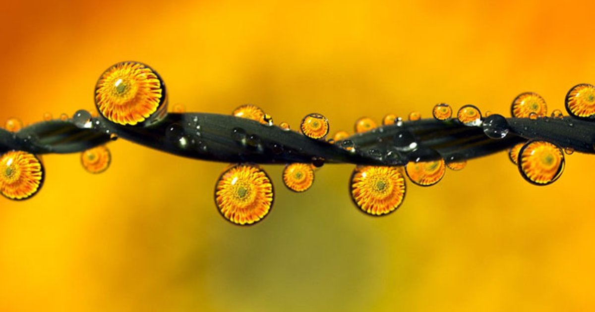 droplets.png?fit=1024%2C538&ssl=1&strip=all - 28 Water Droplet Photos That Are Absolutely Mesmerizing