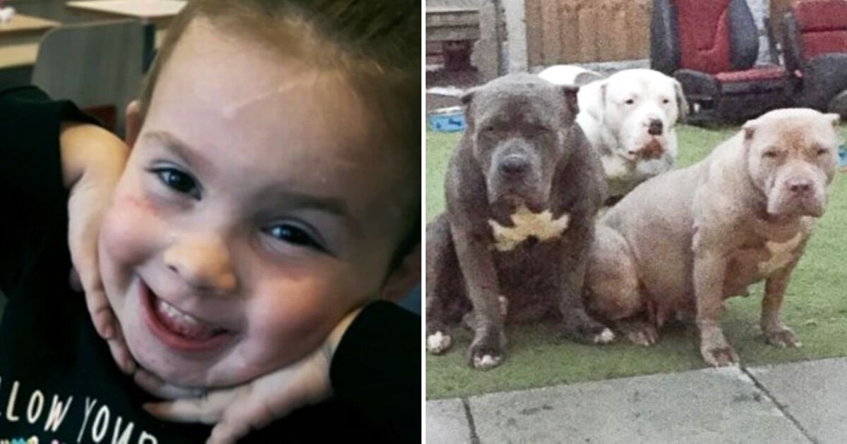 ella6.png?resize=1200,630 - Two-Year-Old Girl Hospitalized After FIVE American Bully Dogs Burst Through Their Fence