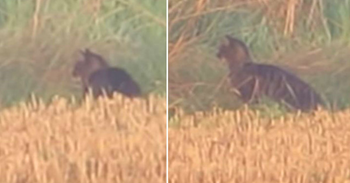 fen tiger spotted.jpg?resize=1200,630 - Un chat géant (Fen Tiger) a été filmé par un couple dans la campagne de Cambridge