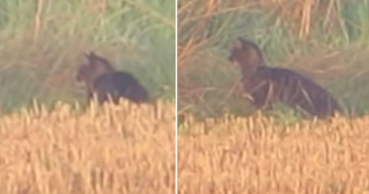 fen tiger spotted.jpg?resize=412,275 - Un chat géant (Fen Tiger) a été filmé par un couple dans la campagne de Cambridge