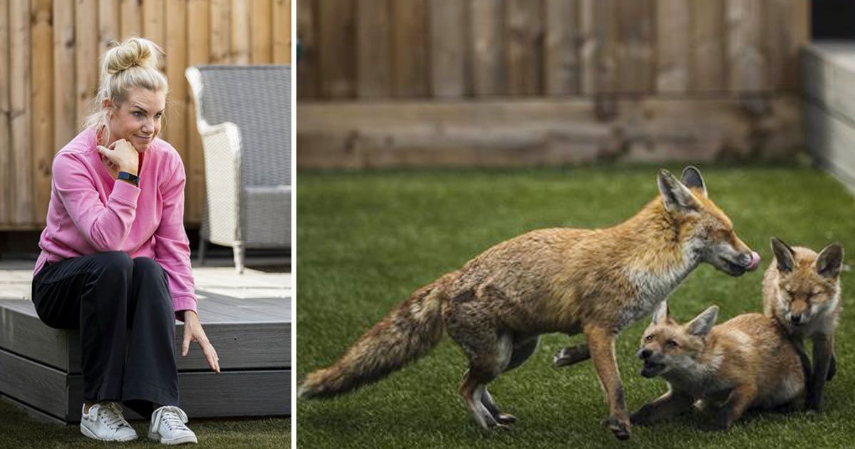 foxes moved in home.jpg?resize=1200,630 - Une petite famille de renards a détruit le jardin de rêve d'une famille