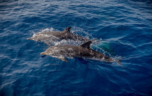 Un Rare Dauphin Rose A Donne Naissance A Un Bebe Rose Il Y A Maintenant De Plus Grandes Chances Que Les Dauphins Roses Se Repandent Vonjour