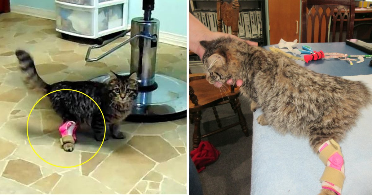 hhssfs.jpg?resize=1200,630 - Un chaton malade a enfin été capable de marcher normalement avec une jambe imprimée en 3D
