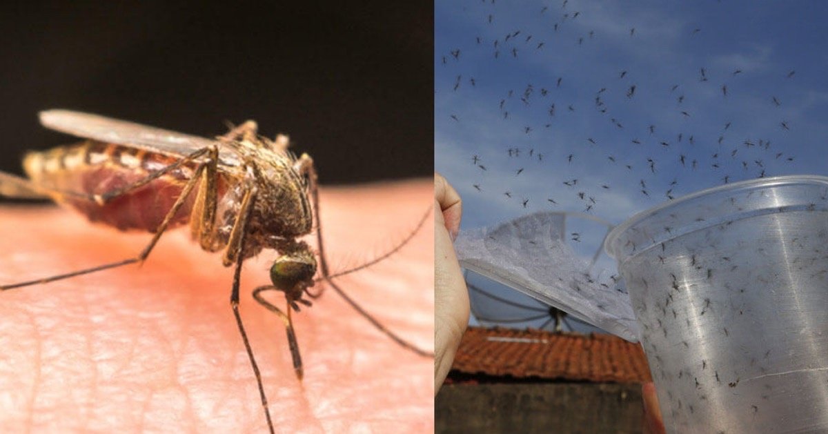img 5410.jpg?resize=1200,630 - 【予想外の結果】遺伝子組み換えされた蚊を野生に放ち撲滅する実験が失敗