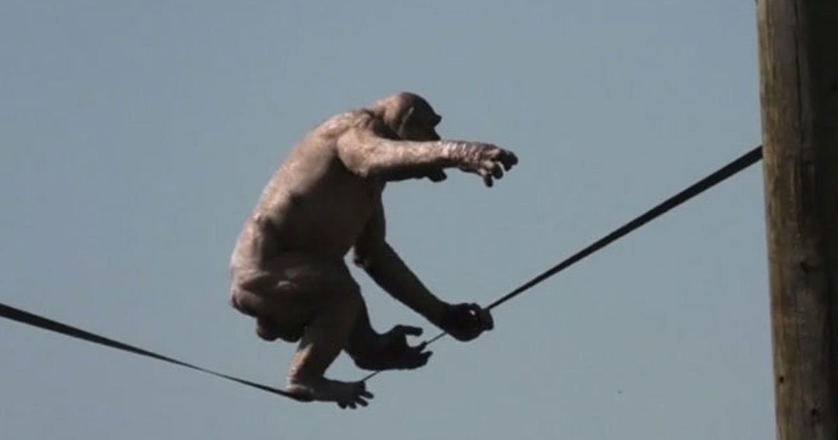jumbo hairless chimp.jpg?resize=1200,630 - Jambo The Hairless Chimp’s Balancing Act At The Twycross Zoo