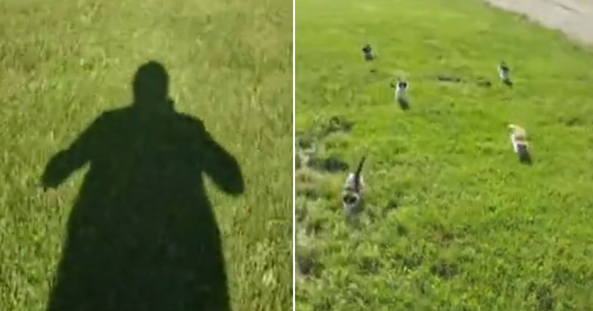 kittens chasing owner.jpg?resize=412,275 - Il se fait poursuivre par ses châtons