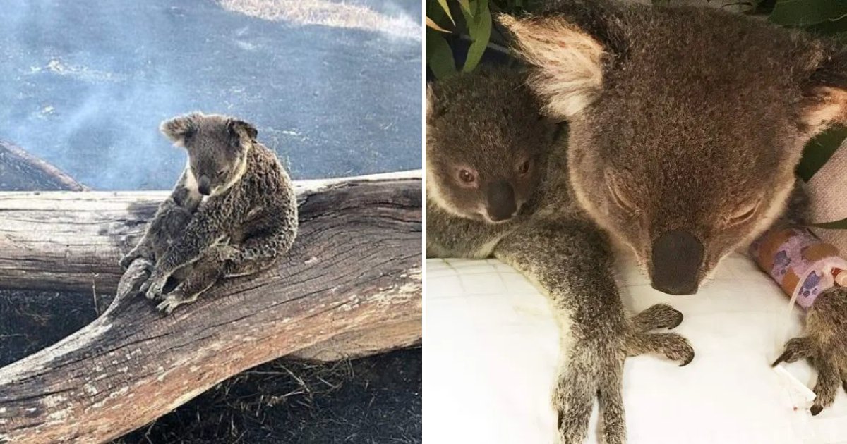 koala4.png?resize=1200,630 - Une maman koala retrouvée brûlée alors qu'elle essayait de protéger son petit