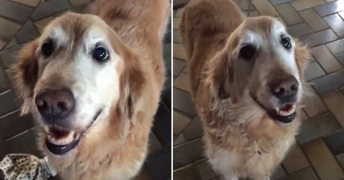 lily6.png?resize=1200,630 - Pet Owner Films Loving Golden Retriever's Reaction To Cancer Test Results