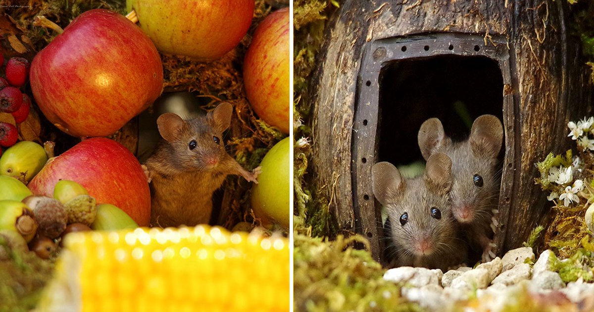 lk 1.jpg?resize=1200,630 - Un photographe a trouvé famille de souris vivant dans son jardin et il leur a construit un petit village miniature