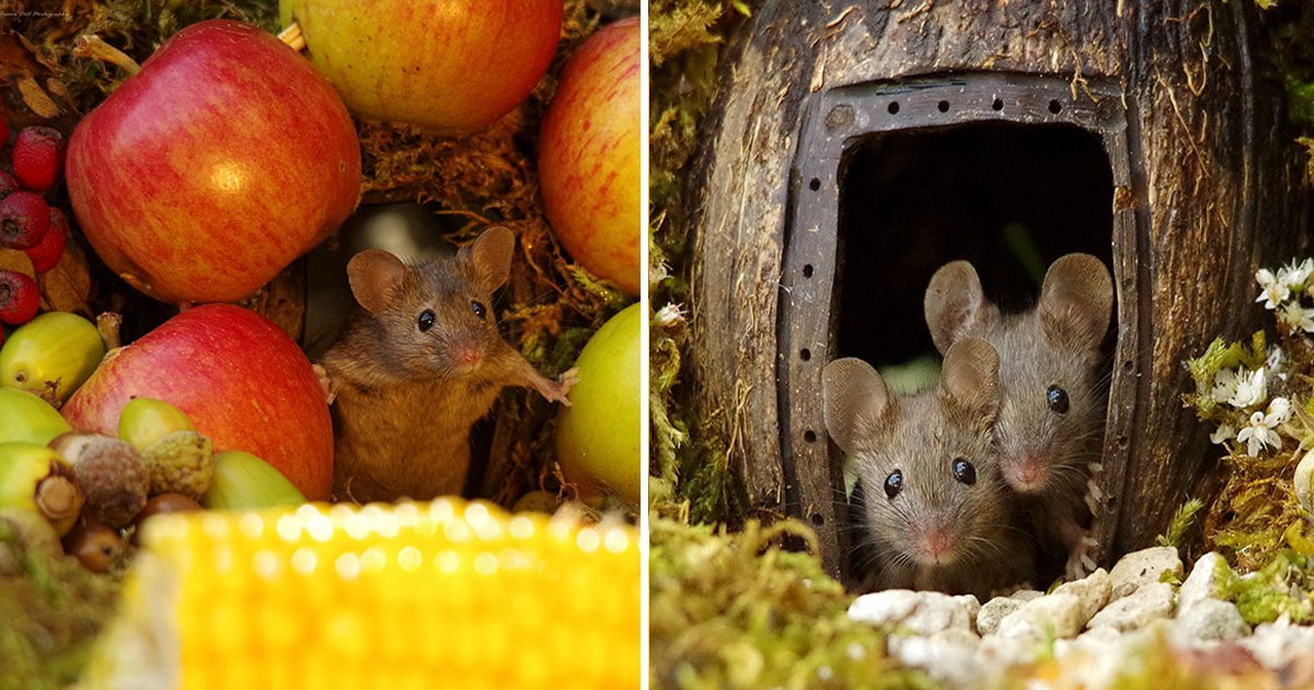 lk 1.jpg?resize=412,275 - A Photographer Found Family Of Mice Living In His Garden And He Made A Lilliputian Village For Them