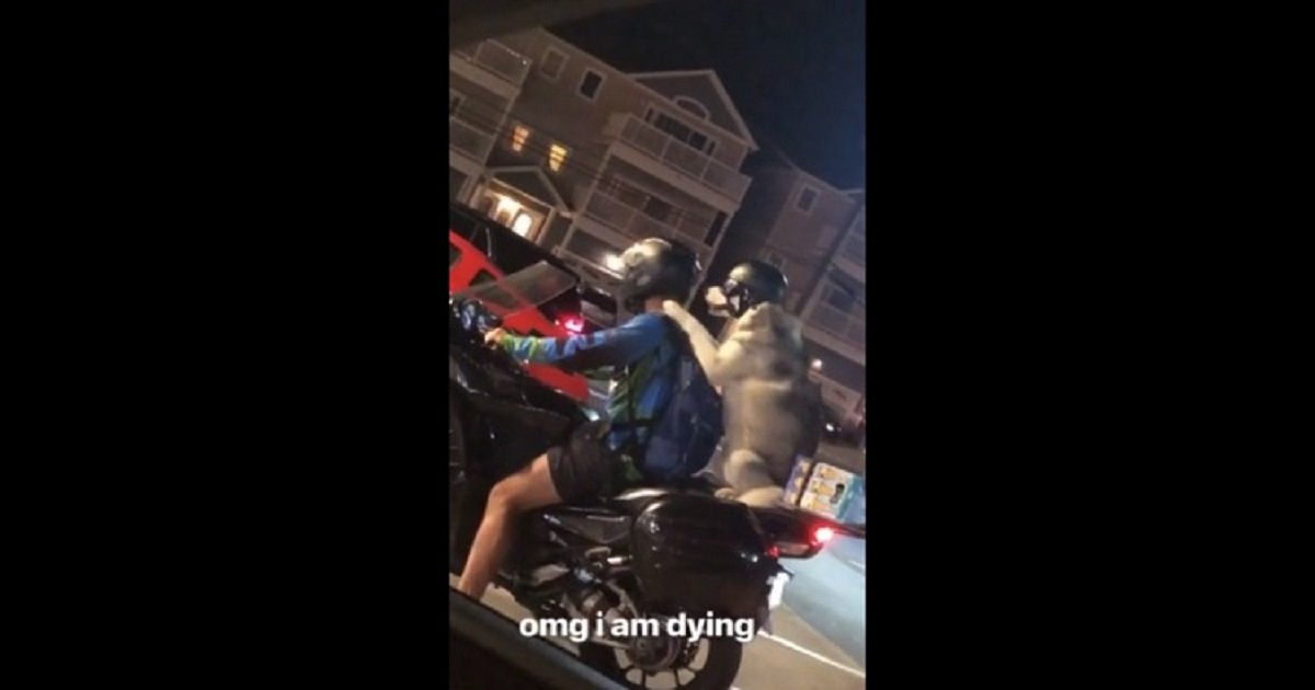 m3 1.jpg?resize=412,275 - This Adorable Dog Took A Ride On A Motorcycle With Its Owner