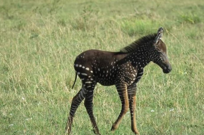 Ce Bebe Zebre Est Ne Avec Des Taches A La Place De Rayures Vonjour