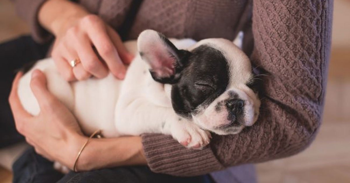 melbourne workers might soon have the right to leave to look after their sick pets.jpg?resize=412,232 - Workers Could Soon Be Granted Leaves To Look After Their Sick Pets