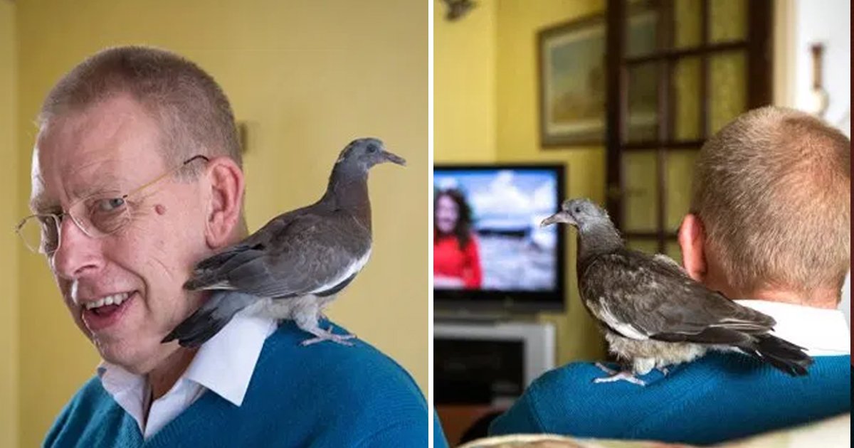 mk.jpg?resize=1200,630 - Man Saved An Injured Pigeon And Now He Imitates Him As His Dad