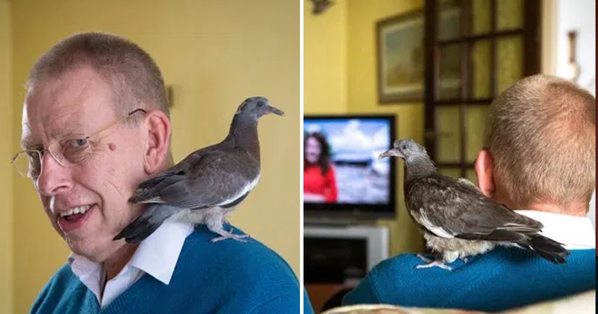 mk.jpg?resize=412,275 - Man Saved An Injured Pigeon And Now He Imitates Him As His Dad