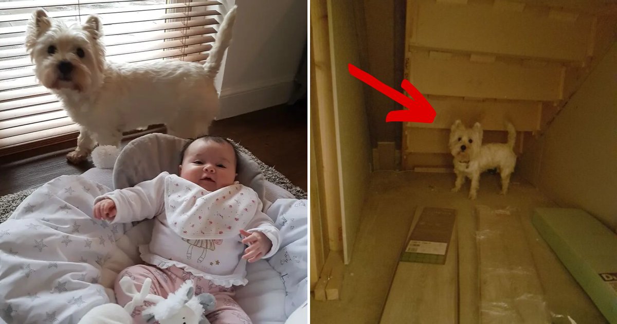 molly7.png?resize=412,275 - Dog Owners Build Their Pooch Her Very Own Room So She Wouldn’t Be Jealous Of New Baby