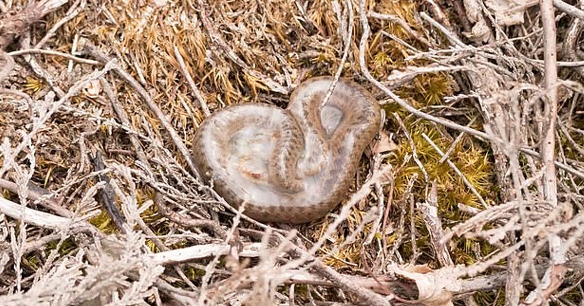 newborn snake sac.jpg?resize=412,275 - Video Of A Newborn Snake Coming Out Of Its Amniotic Sac