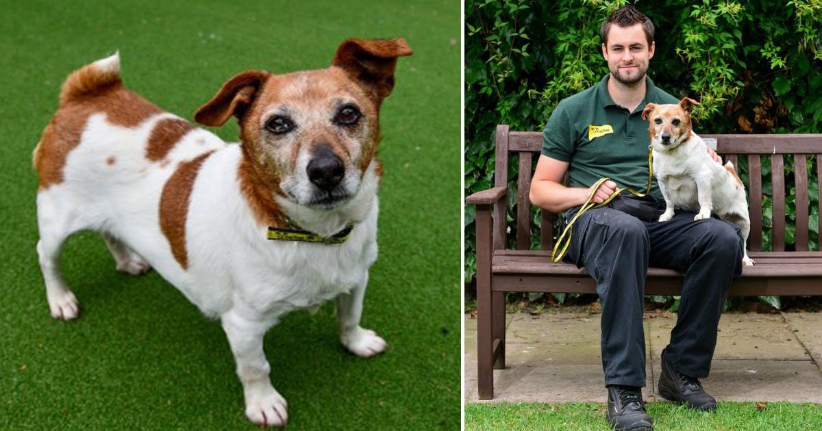 oldes dog cant find home.jpg?resize=412,275 - The Oldest Dog In The UK Is Unable To Find A Home