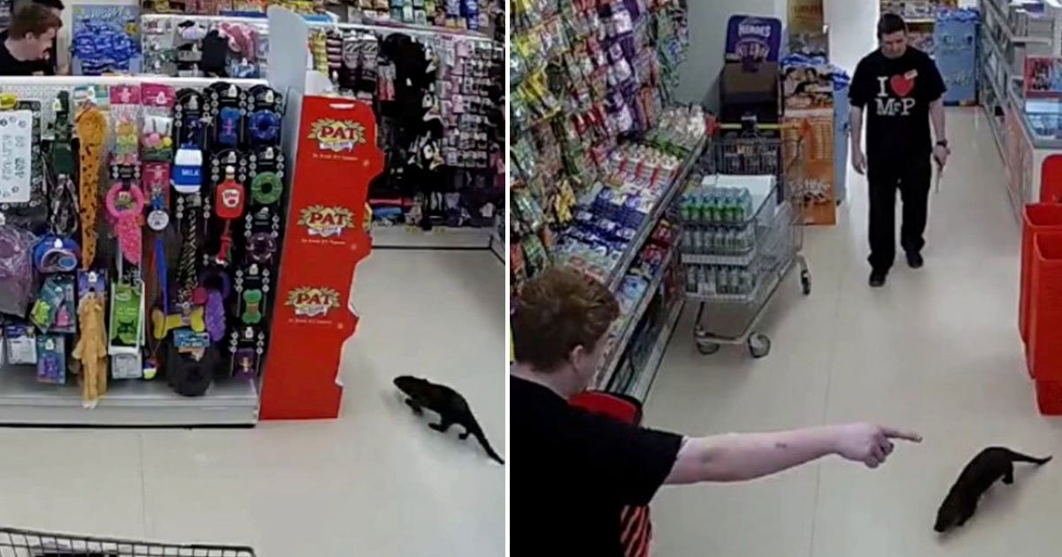otter wandered around supermarket.jpg?resize=1200,630 - Découvrez la vidéo de cette loutre en train de se balader dans un supermarché
