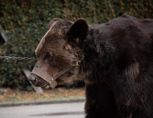 ours misha.jpg?resize=412,275 - L'ours de foire Mischa coule une belle retraite dans un refuge d'Eure-et-Loir