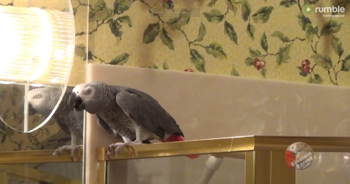 p3 5.jpg?resize=412,275 - Einstein The Talking Parrot Had The Cutest Conversation With His Owners About Their Nighttime Routine