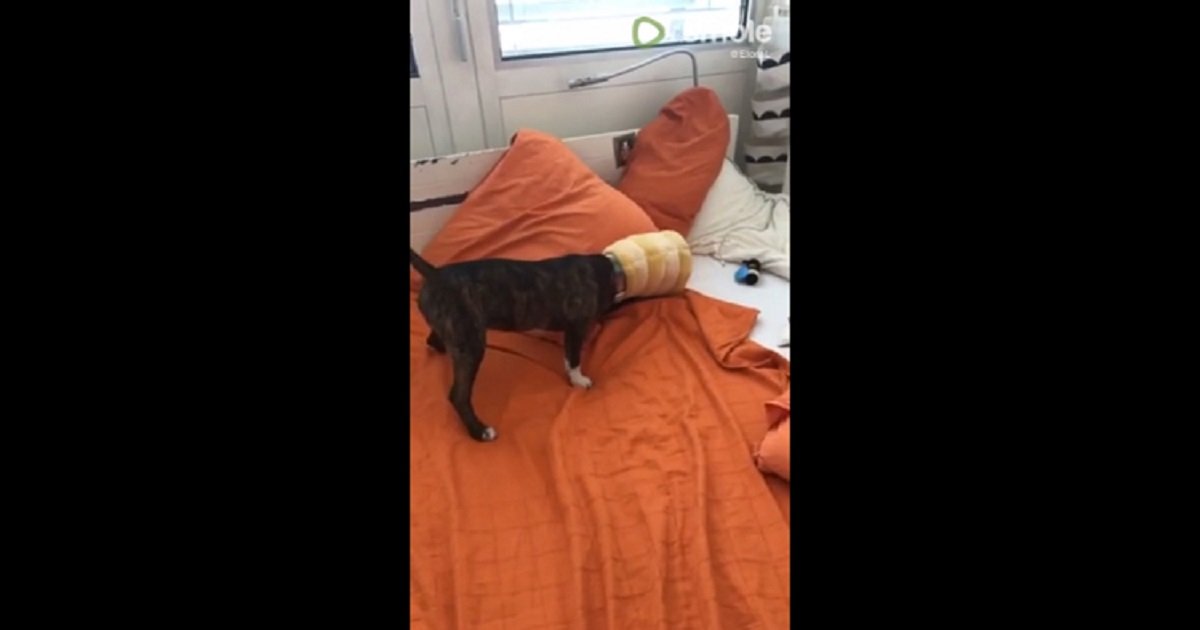 p3.jpg?fit=1024%2C538&ssl=1&strip=all - Overly Curious Puppy Had The Most Hilarious Reaction To Getting Its Head Stuck In A Toy Beehive