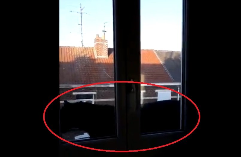 panthere.jpg?resize=1200,630 - Haut-de-France: Une panthère noire repérée en train de se balader sur les toits