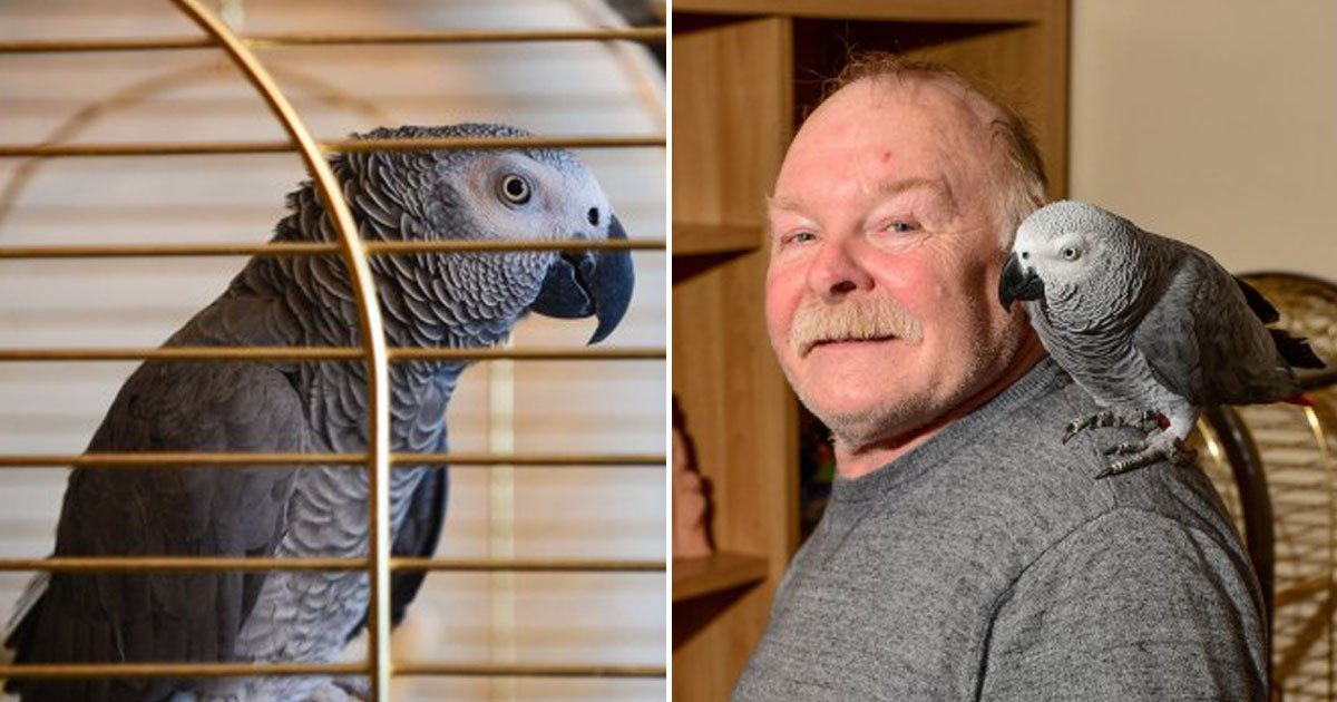 parrot impersonated fire alarm.jpg?resize=412,275 - Fausse alerte pour les pompiers, c'était un perroquet qui imitait le bruit de l'alarme incendie