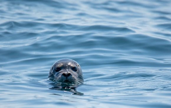 phoque.jpg?resize=412,275 - Un pêcheur est activement recherché à Dunkerque pour avoir frappé un bébé phoque