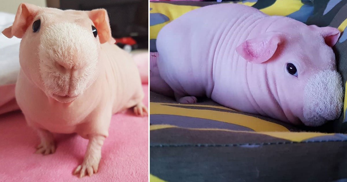 pim skinny pig.jpg?fit=1024%2C538&ssl=1&strip=all - The Most Beautiful Skinny Pig Who Loves To Pose For The Camera