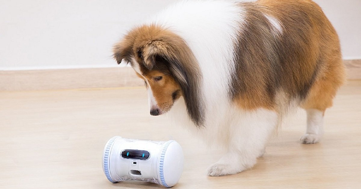 r3 2.jpg?resize=412,275 - This AI-Controlled Robot Toy Is Designed To Keep Cats And Dogs Physically And Mentally Engaged