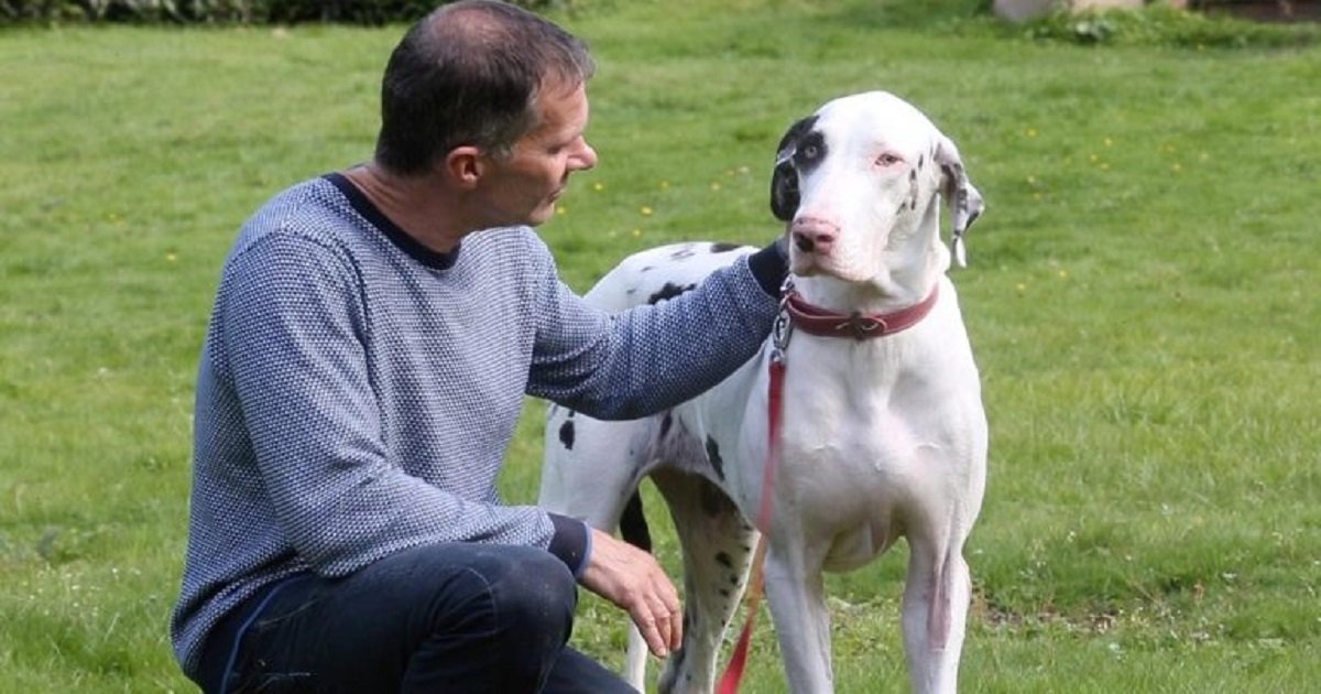 r4.jpg?resize=1200,630 - A Man Spent Thousands Rescuing A Great Dane Who Is Turning All His Furniture Into Chew Toys