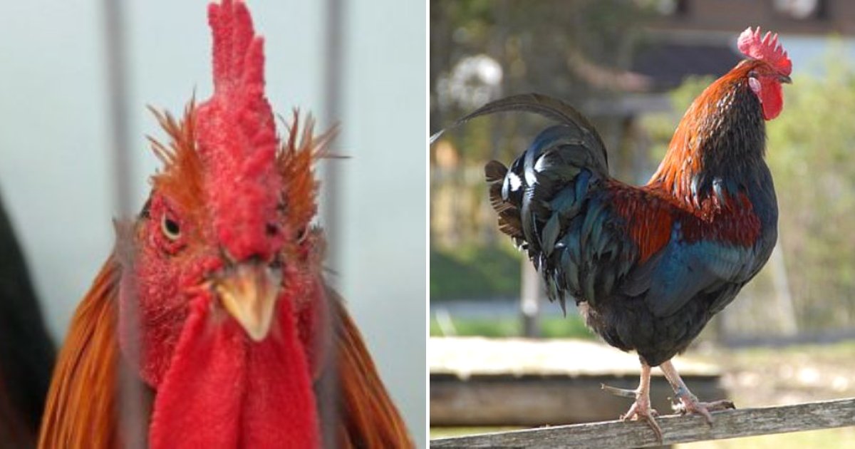 rooster4.png?resize=1200,630 - Une femme est décédée après s'être fait attaquer par son coq pendant qu'elle collectait des œufs dans un poulailler