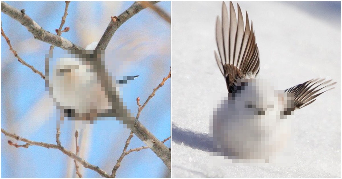 s 15.jpg?resize=1200,630 - '세계에서 가장 귀여운 새'에 뽑힌 한국 새의 위엄 (사진 8장)