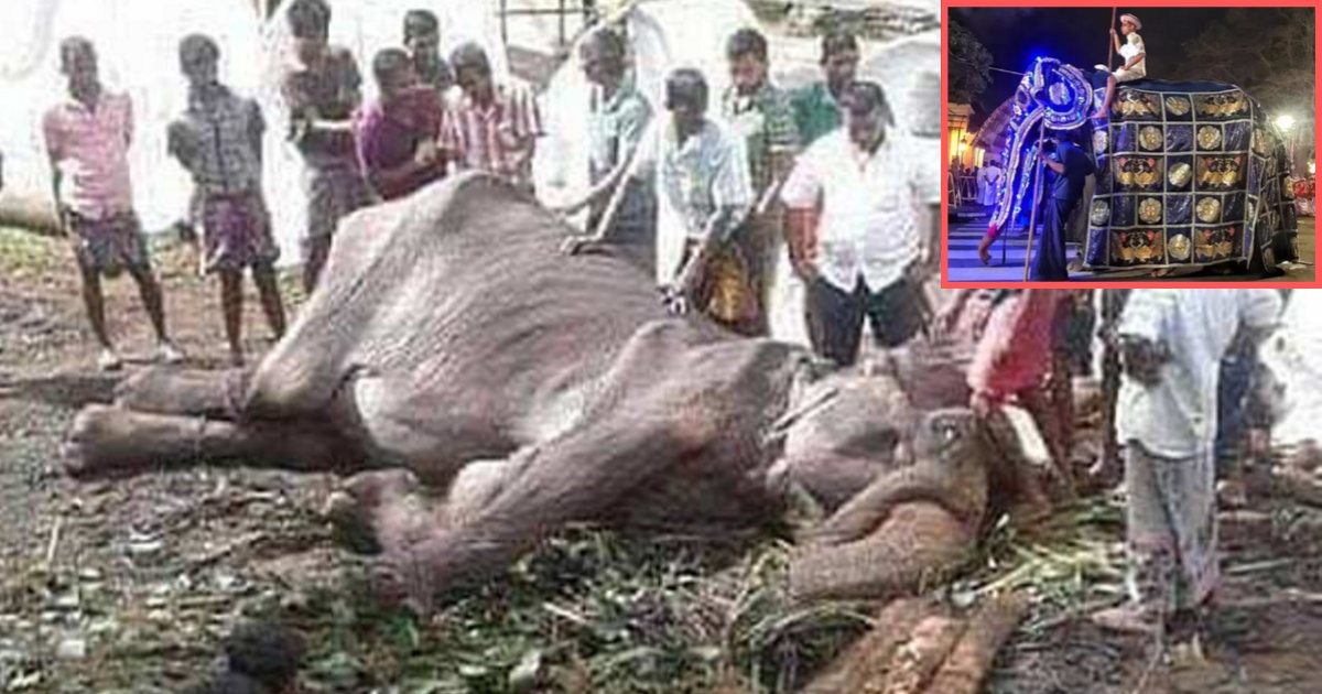 s 6 1.png?resize=1200,630 - Un éléphant émacié est mort après avoir été forcé de défiler dans les rues pendant un festival